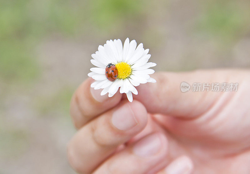 瓢虫(双球菌)和雏菊(白菊花)