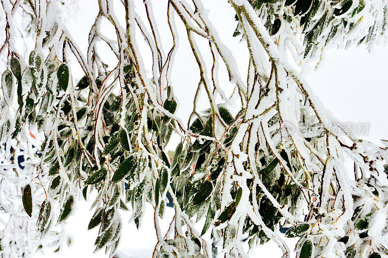 高山雪胶在冬天落叶