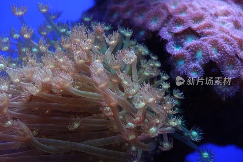 红海中的水下珊瑚礁