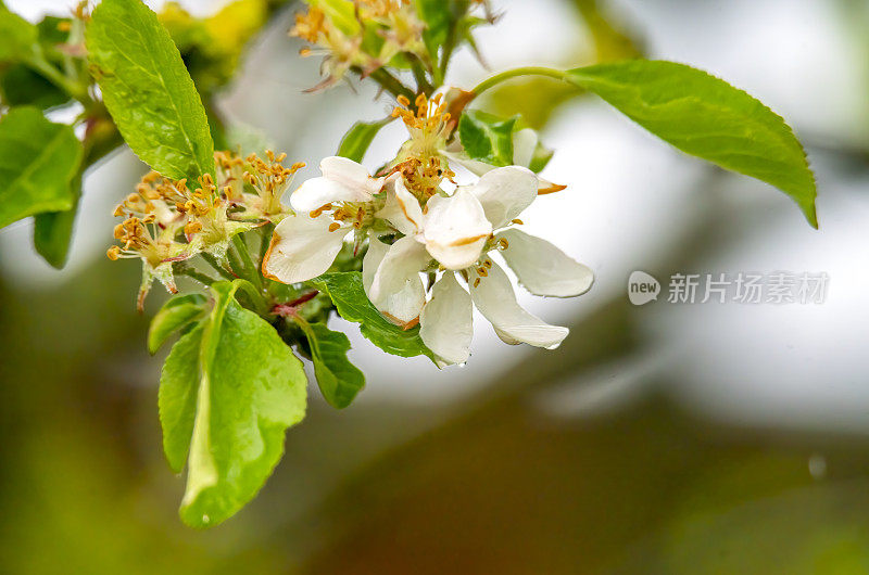 一棵苹果树在雨中开花