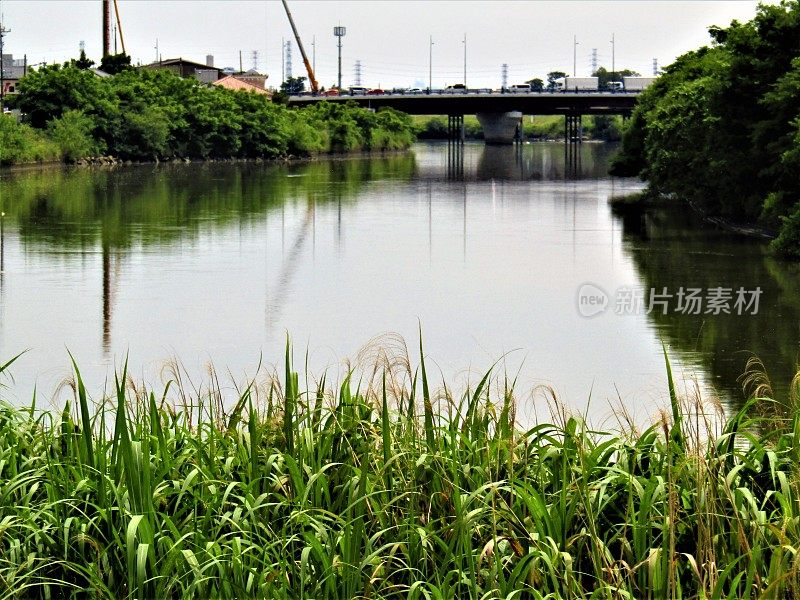 日本。6月。中川河，位于东京城郊。