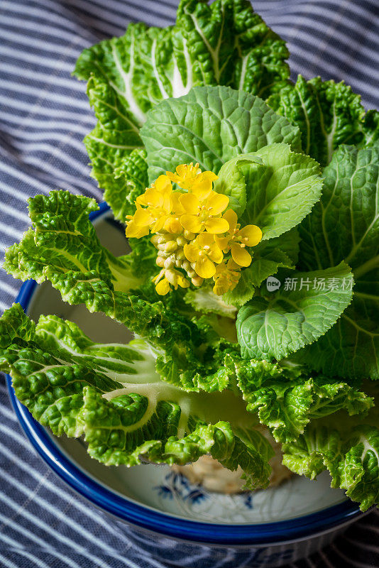 油菜花