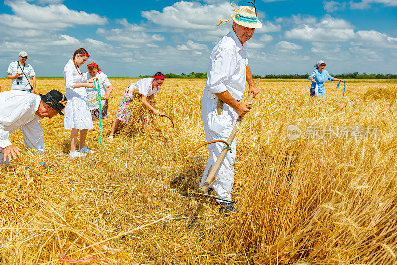 人们以传统的农村方式手工收割小麦。