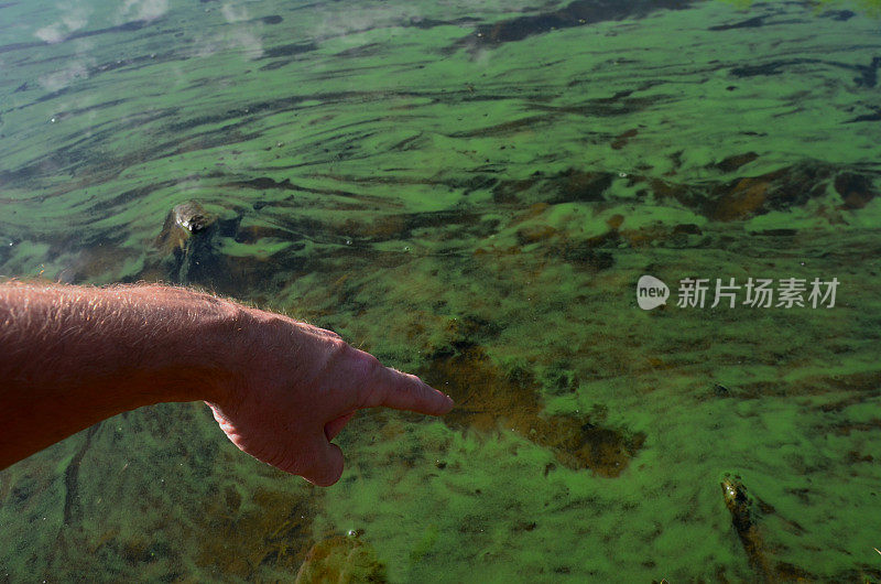 一个人站在水边，指着被污染的绿色的池塘水。湖边梯田有蓝藻细菌。在肥沃的水里游泳是不可能的