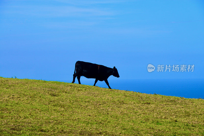 夏威夷的牛