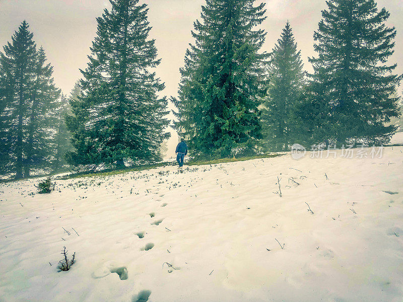我走过冷杉树之间的雪地。