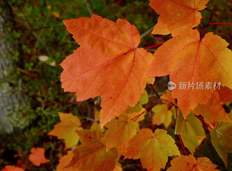 缅因州肯纳邦克波特的秋天