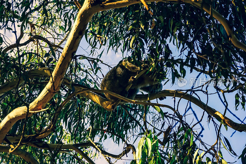 澳大利亚树上的考拉。