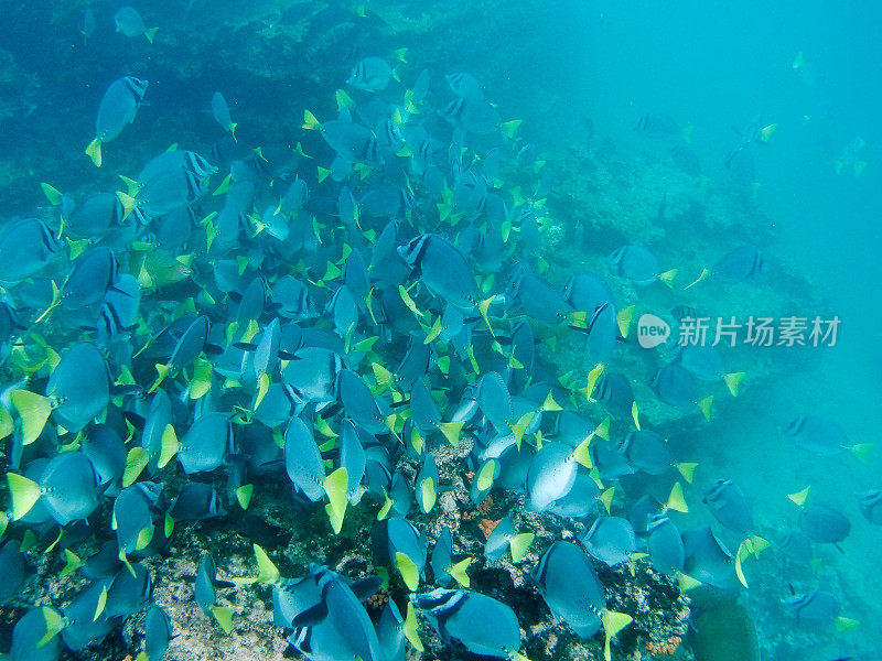 加拉帕戈斯群岛水下拉比达岛