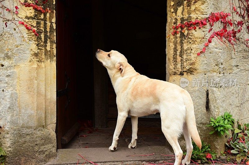 科茨沃尔德的拉布拉多寻回犬