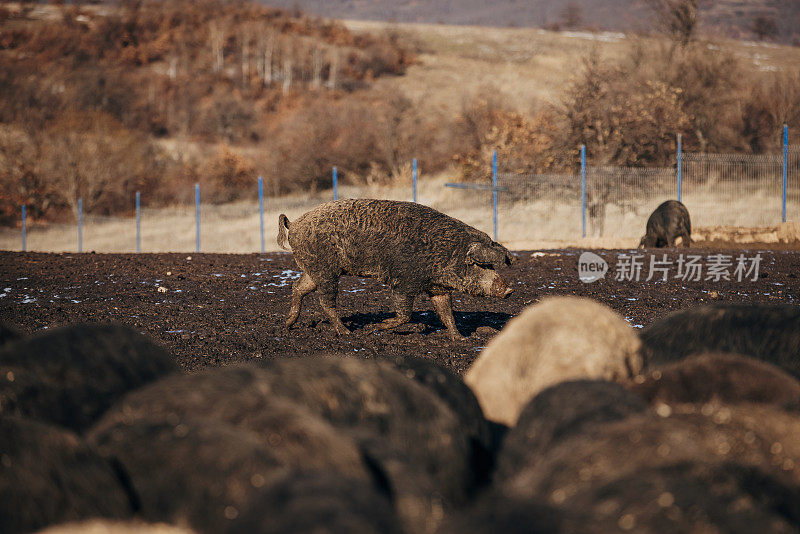 在塞尔维亚的露天农场上，一大群芒加里卡猪