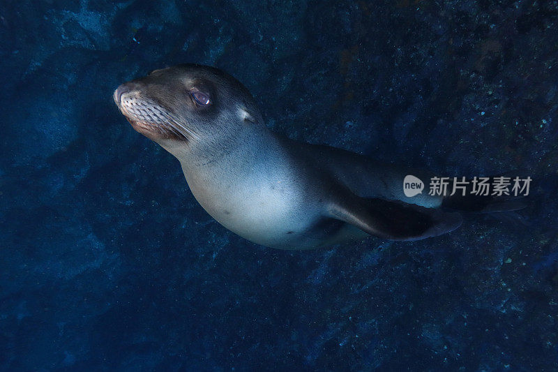 加州海狮