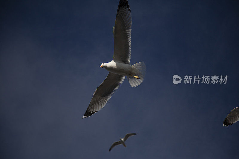 海鸥在天空中飞翔