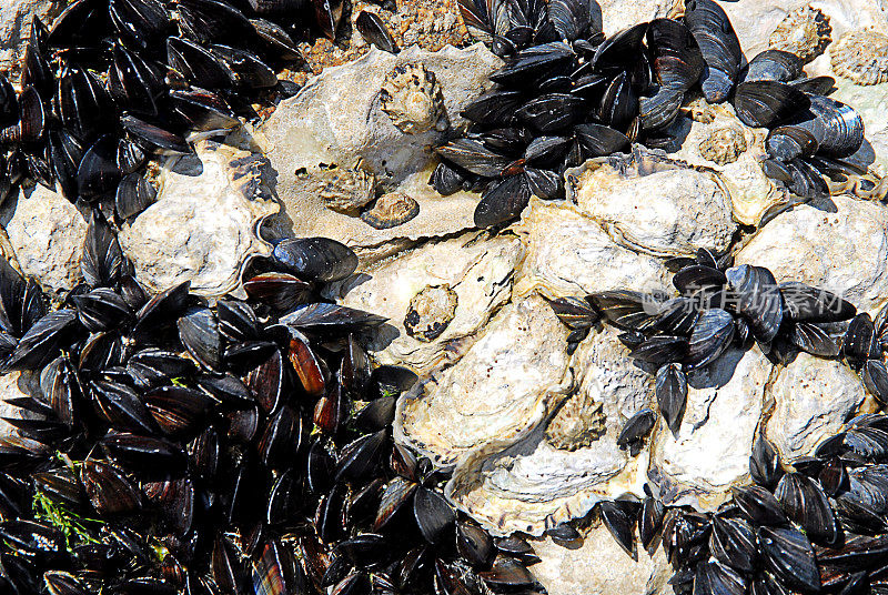 胡瓦特岛的岩石海滩上有丰富的贻贝和牡蛎