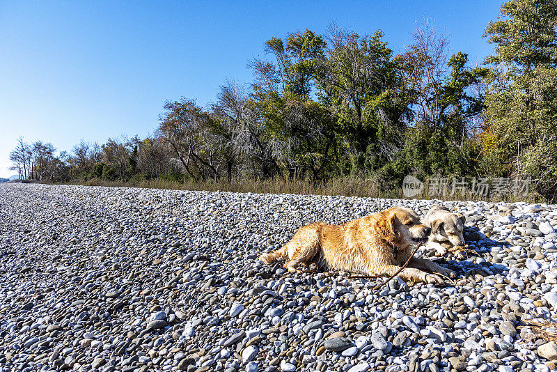 可爱的金毛猎犬和流浪狗在海边的石头上