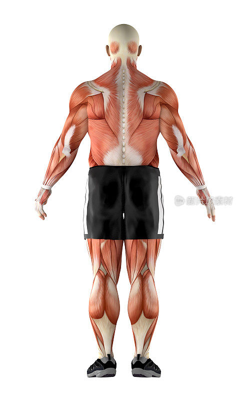 人体解剖的3D插图，一个人的内部形态的身体