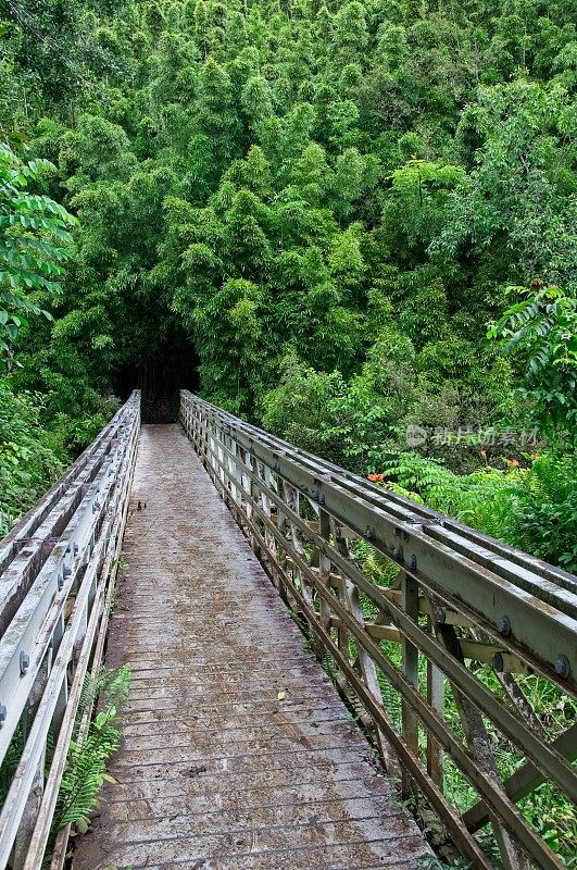 穿过峡谷，进入毛伊岛哈雷阿卡拉国家公园竹林的中心