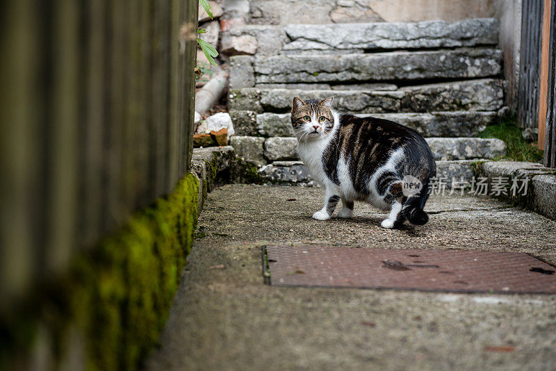 年轻的条纹猫在奥地利哈尔斯塔特探索
