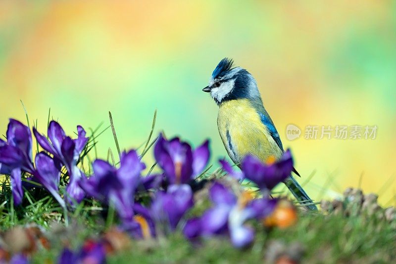 Bluetit与番红花