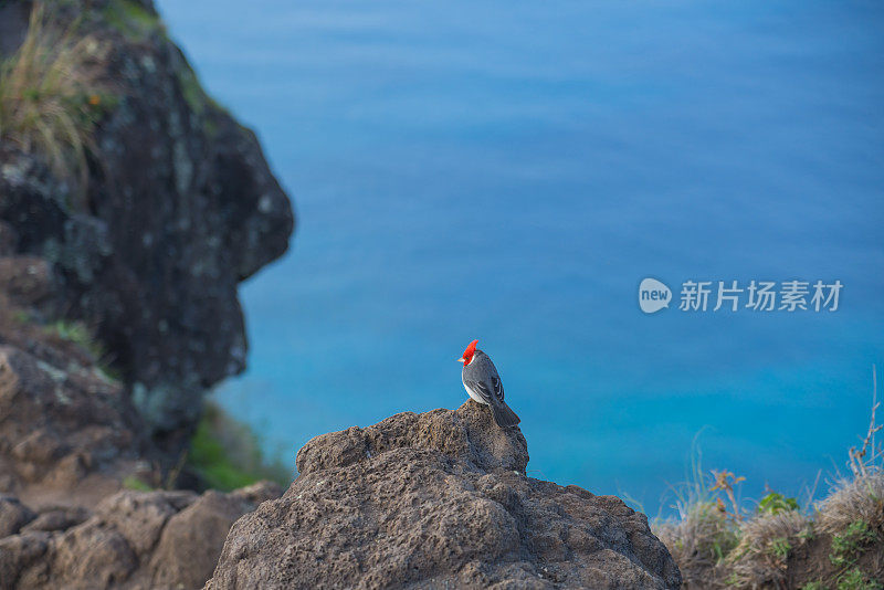 海滨悬崖上的红冠红雀