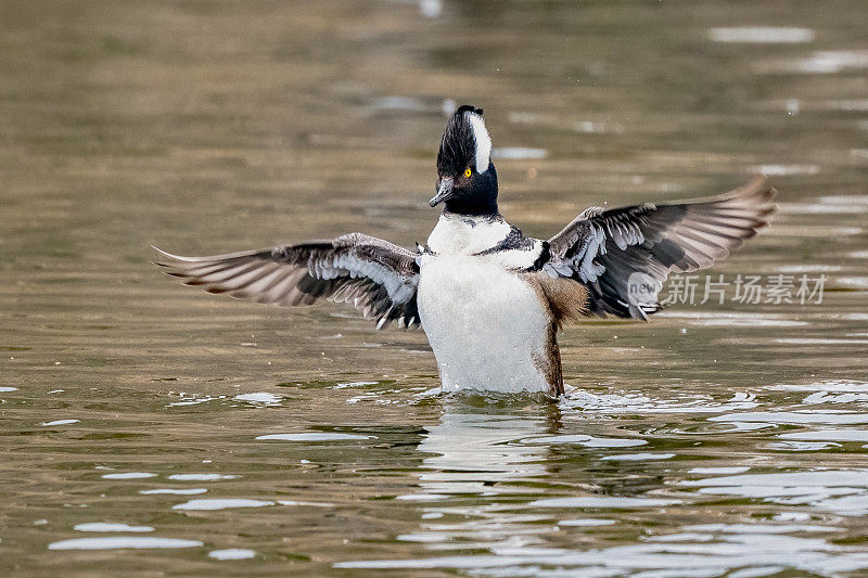 雄性兜帽秋沙鸭在小湖里拍打着翅膀