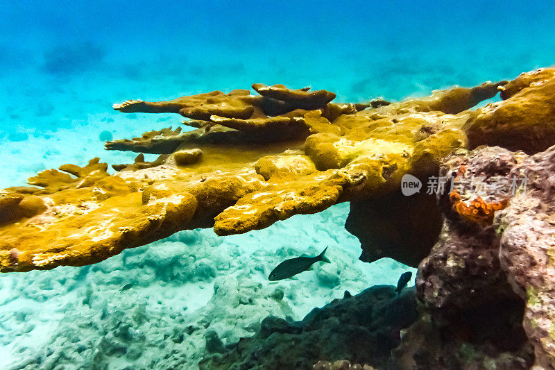 充满活力的水下珊瑚和蓝绿色海洋中的海洋生物，海底的海洋生物