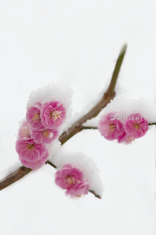 梅花在春天的雪中盛开