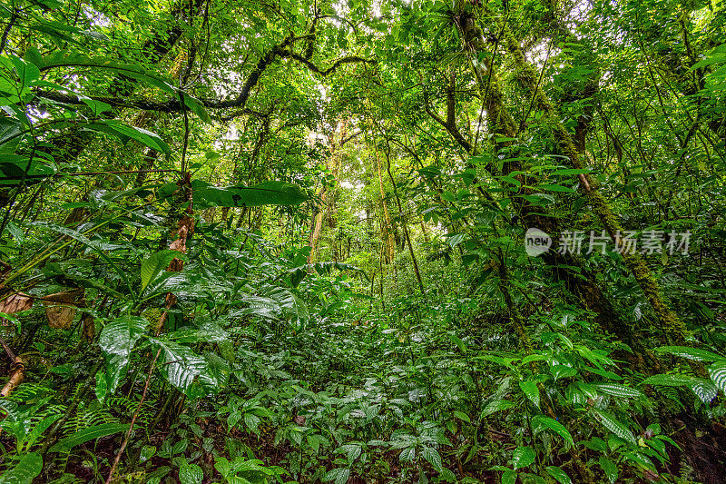 哥斯达黎加Monteverde云雾森林保护区
