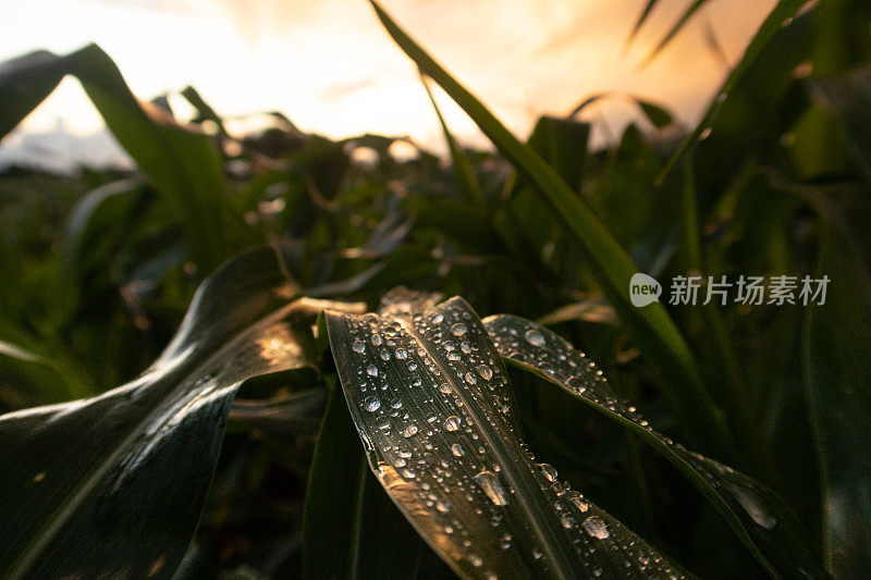 玉米地上的雨滴