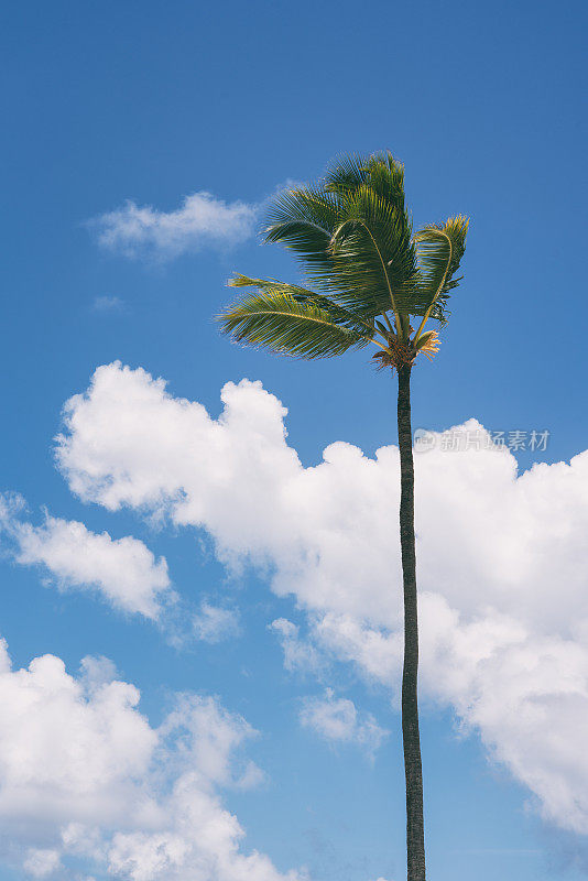 加勒比海的云和棕榈树