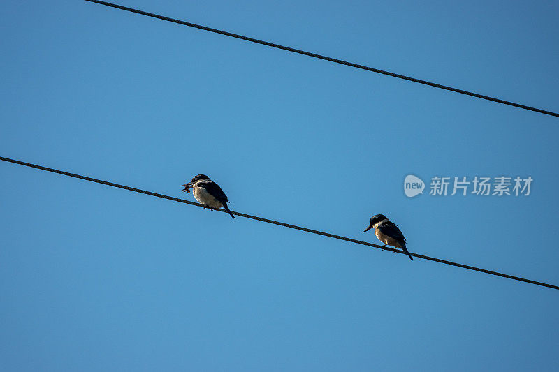 翠鸟鸟在电线上