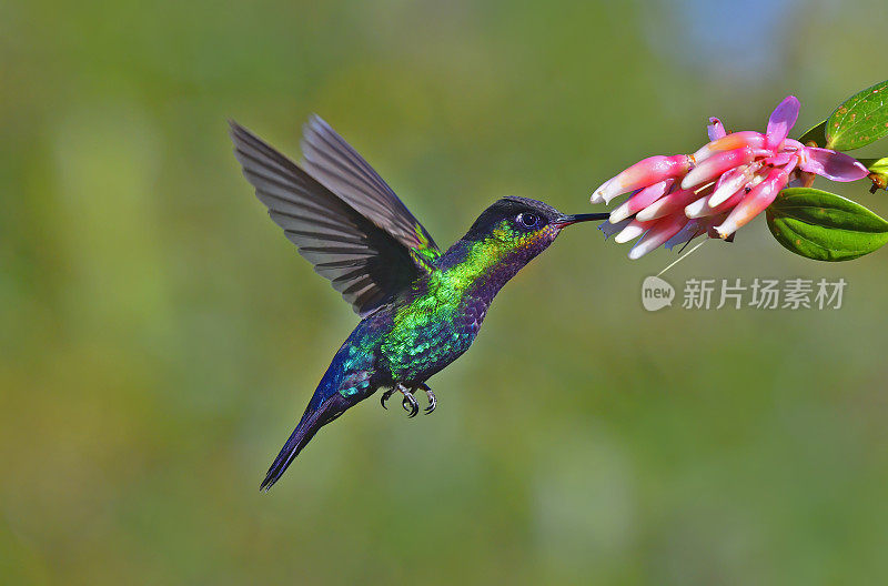 火喉蜂鸟从花中采蜜