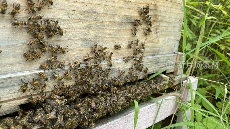 农场人工养殖，蜜蜂在蜂巢里