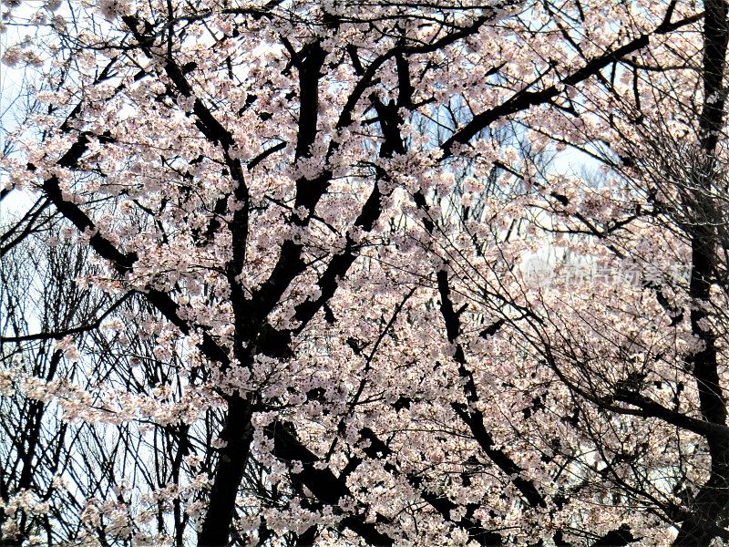 日本。4月。到处都是樱花。