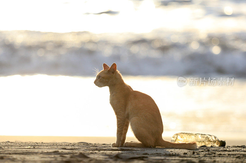 在亚齐日落时，猫在沙滩上放松的后视图