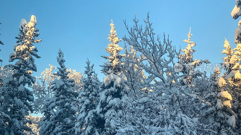 树上的雪