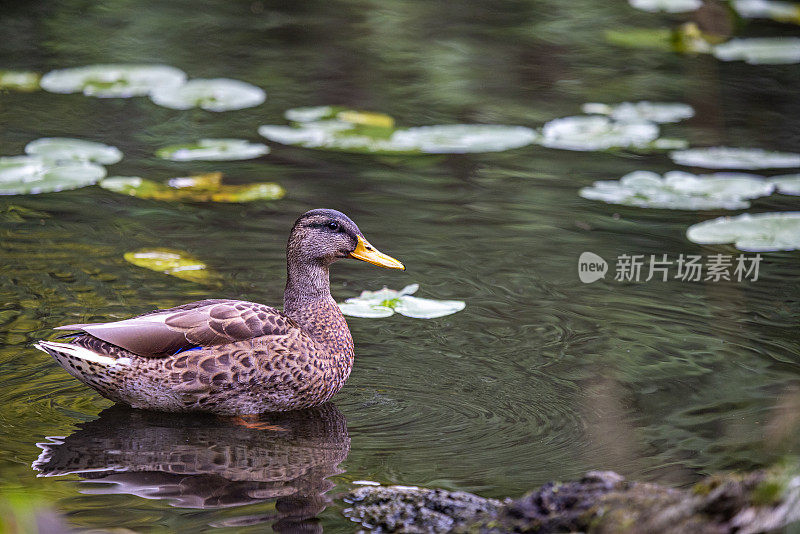 一只雌绿头鸭在湖里游泳