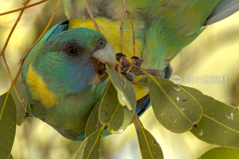 澳大利亚昆士兰的Cloncurry环颈鹦鹉