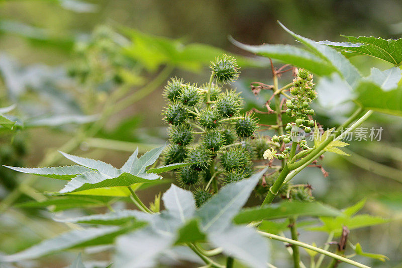 巴伊亚州的蓖麻豆种植园