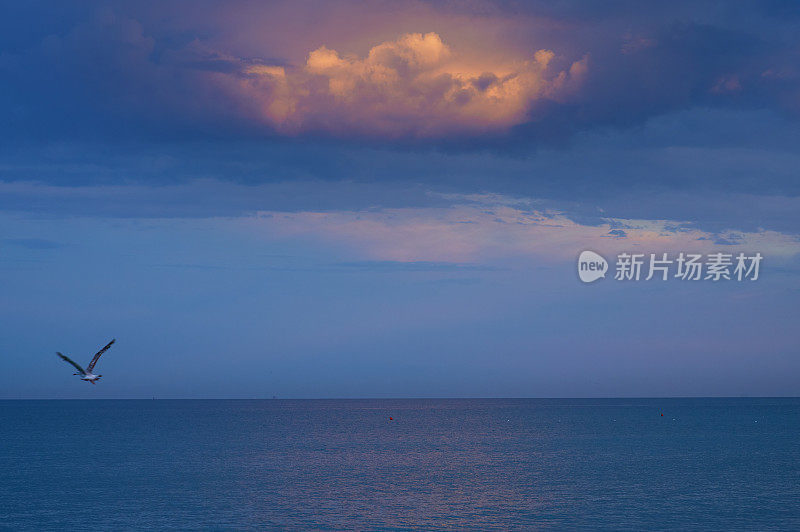 惊人的海上日落，海鸥飞翔