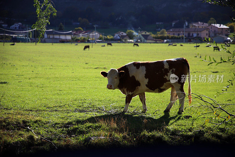 在意大利阿布鲁佐的佩斯科斯坦佐，一头在背光照射下吃草的奶牛凝视着镜头，她正在绿色的田野里吃草，背景是村庄