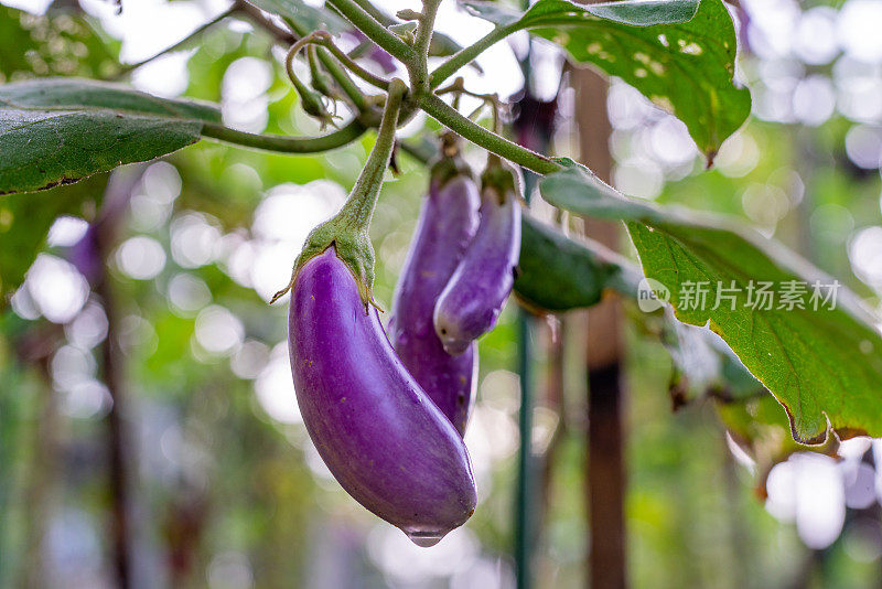 美丽新鲜的家庭种植茄子在早晨从树上健康生长的照片