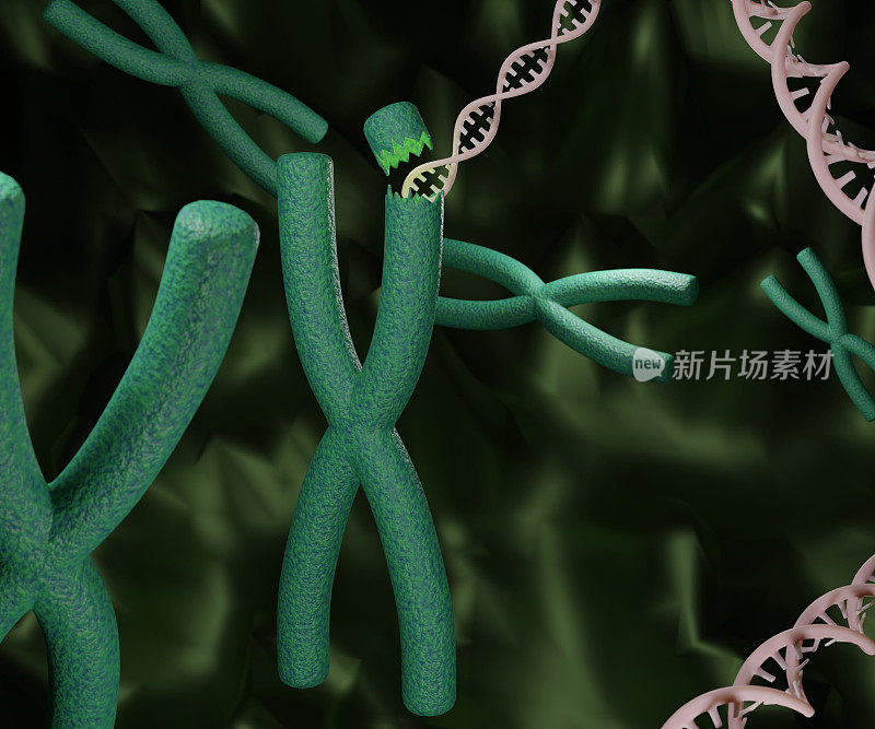 x染色体内的DNA。DNA链和染色体。