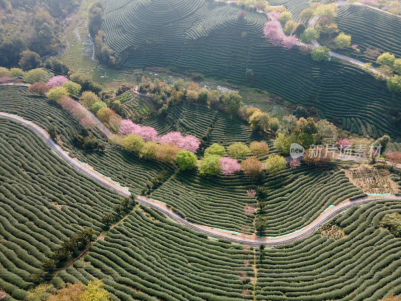 鸟瞰樱花和茶树交织的茶园