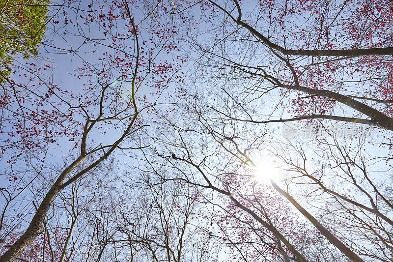 春日樱花映着天空。