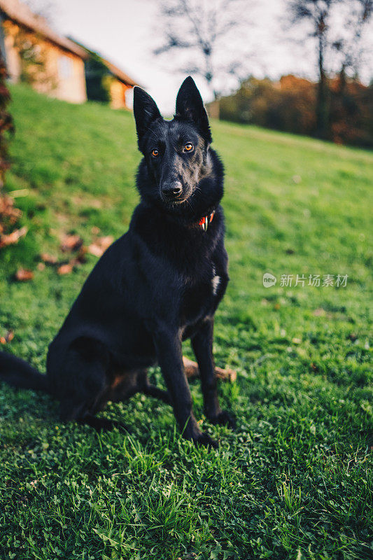 黑色的比利时牧羊犬正在注意看照片