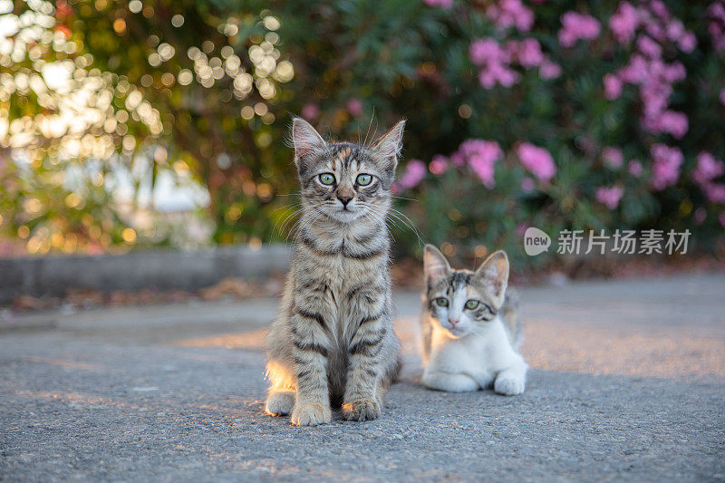 两只小流浪猫。