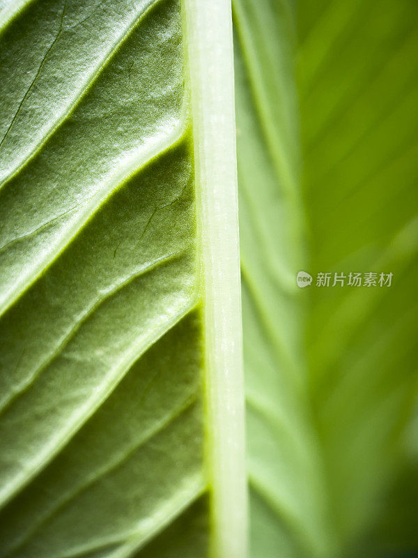 美丽绿叶的极端特写，自然文摘