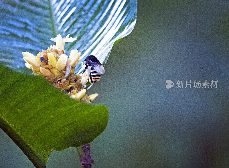 沉重的大黄蜂满载花粉袋授粉野花，托里阿尔巴，哥斯达黎加