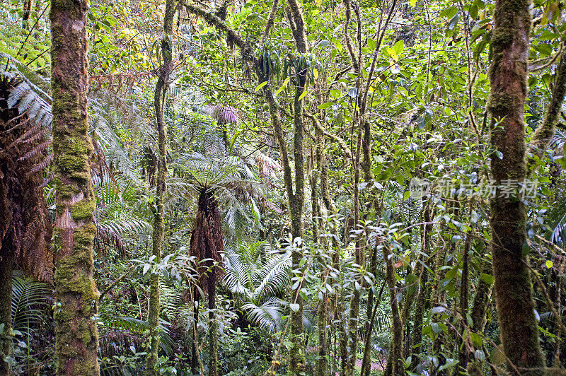 热带雨林景观，圣杰拉多德多塔，哥斯达黎加